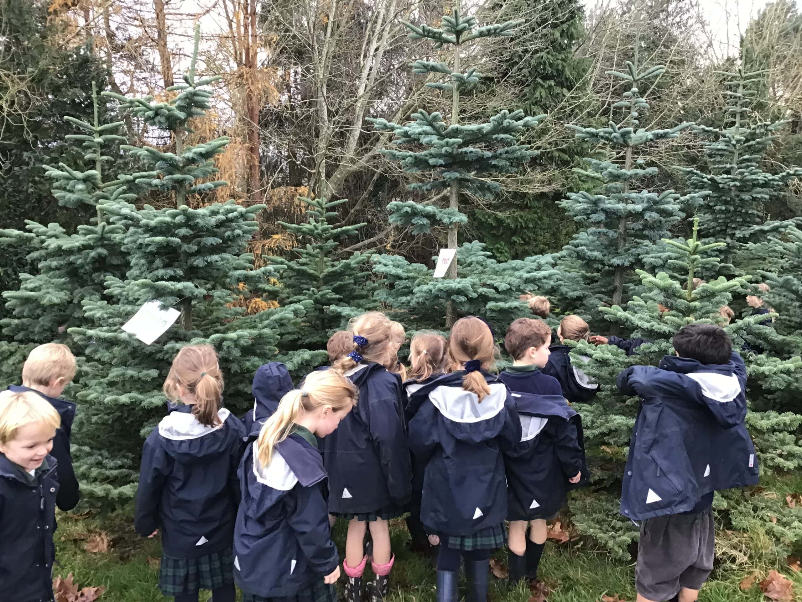 Packwood pupils choosing a Christmas Tree